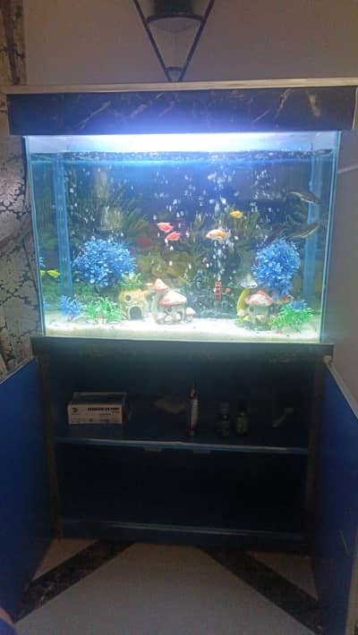 aquarium 2 feet with 15 fishes