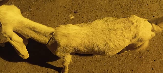 gulabi bakri 8 dant gabban