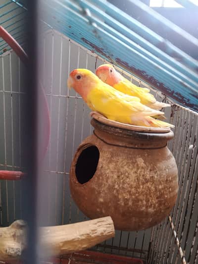Lotino Pair For Sale