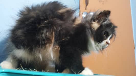Pure Persian Punch Face Female Kitten/Cat