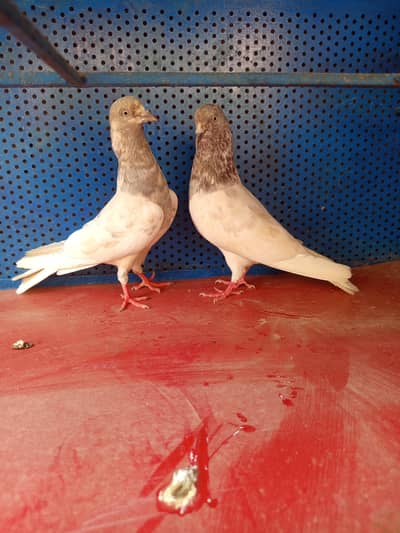 sale pigeon