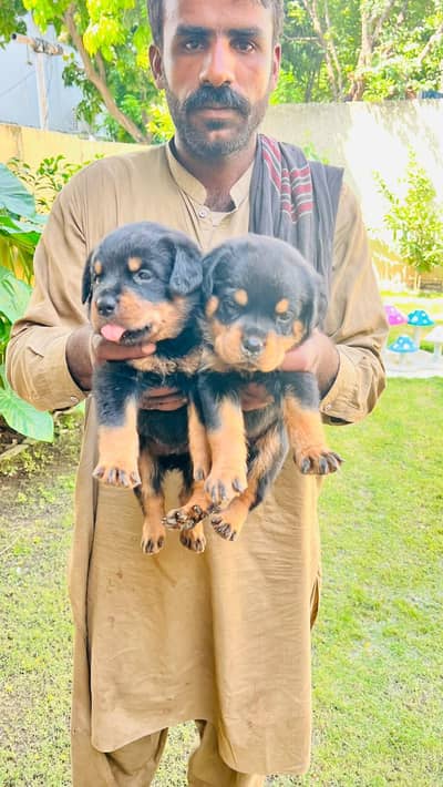 Three female available