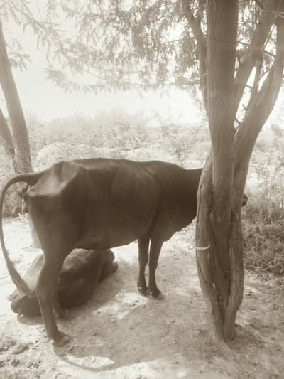 pregnant