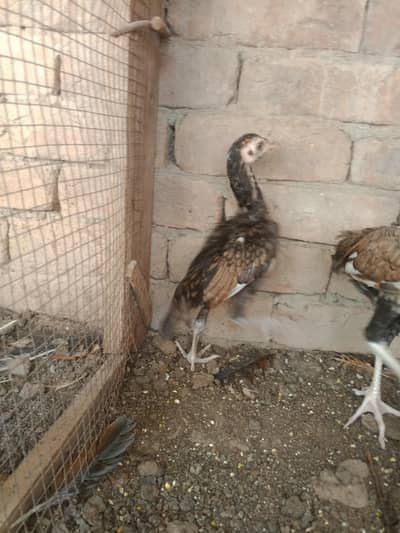 Aseel chicks mianwali cross & pinjra
