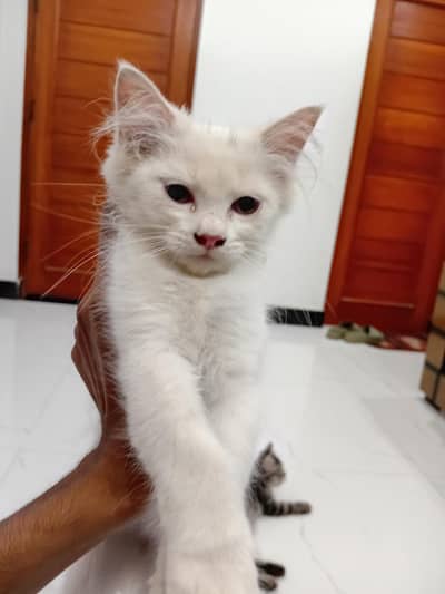 write female kitten