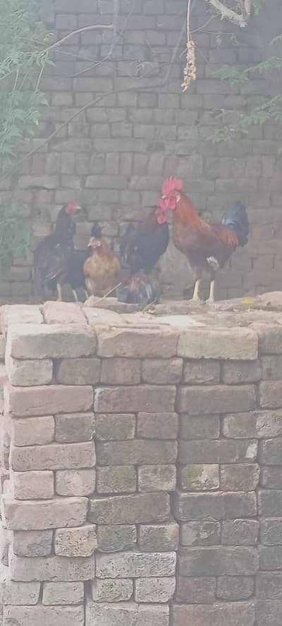 Desi male and female for sale