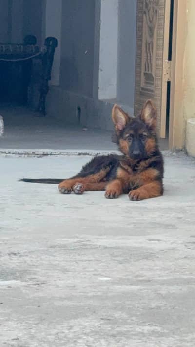 double coat German shepherd male puppy