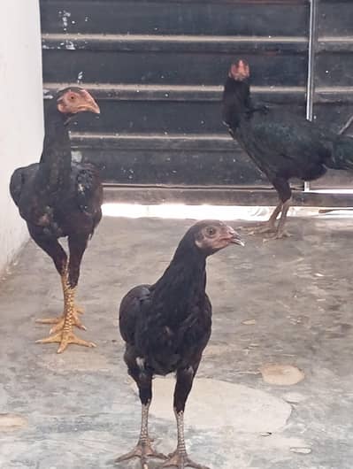 Black Aseel Hen – 11–12 Months Old
