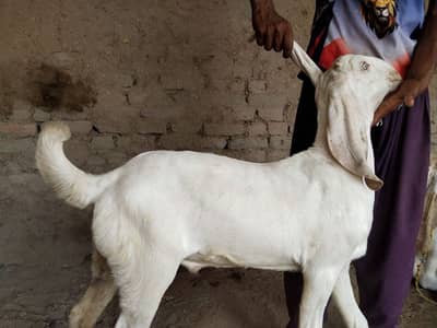 Bakra for sale gulabi call me