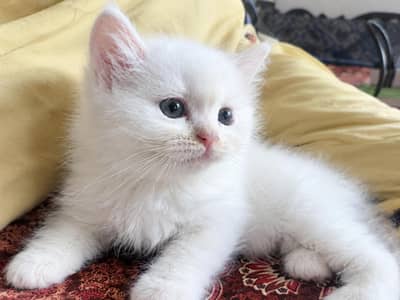Persian cats for sale in 15 k each please contect at   03128573521