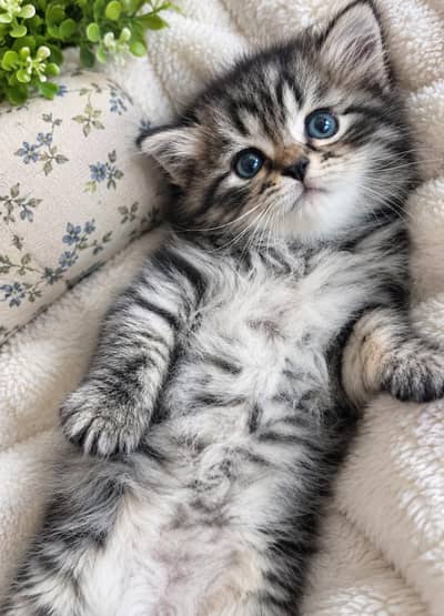 Persian cats for sale in 15 k each please contect at   03128573521
