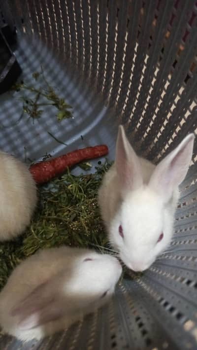 rabbit