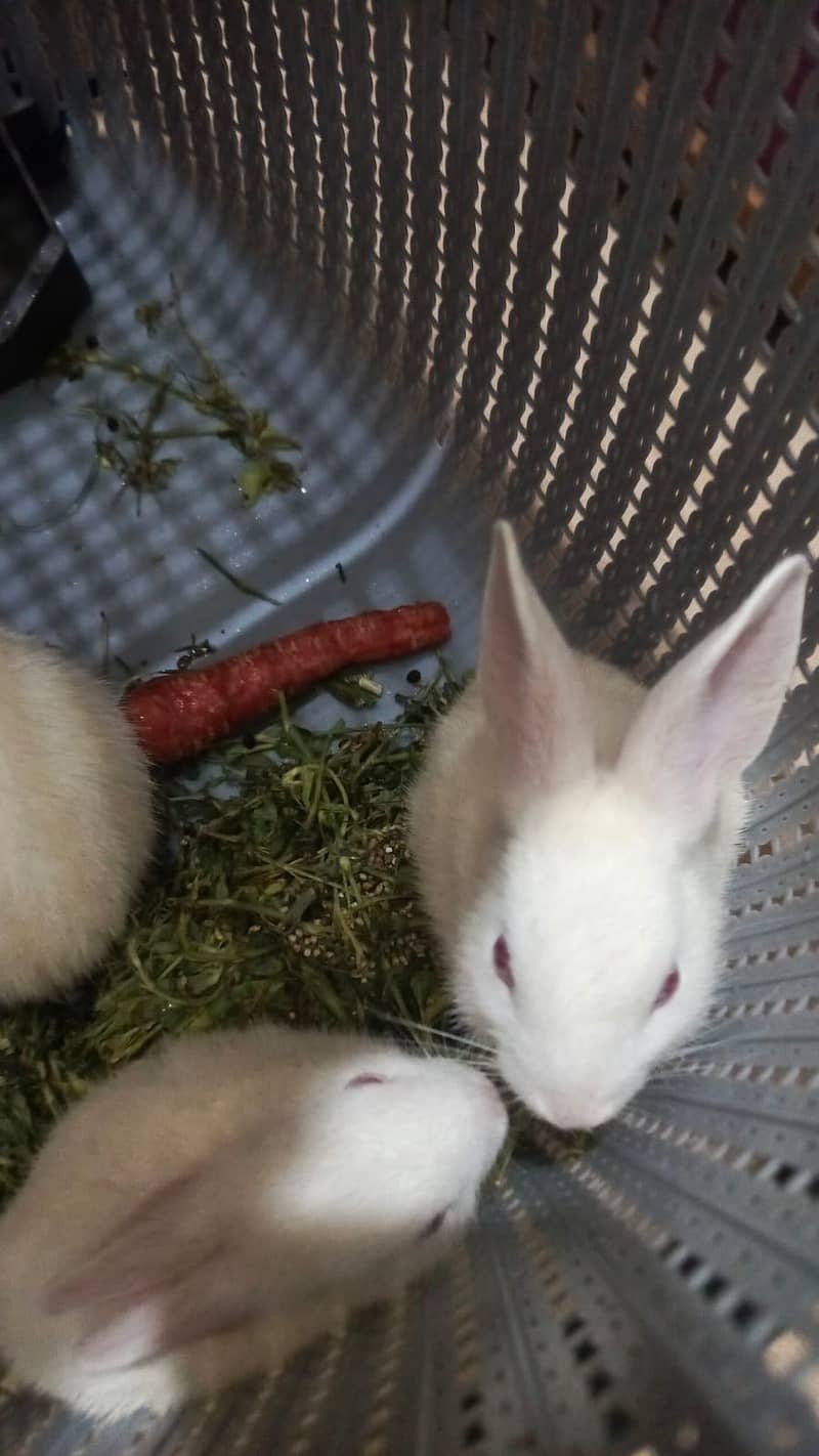 rabbit 0