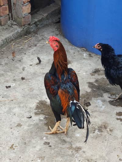 murga for sale
