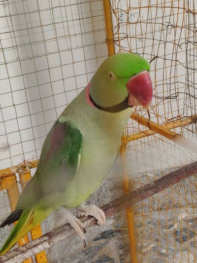 Raw parrot
