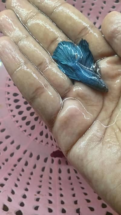 best betta peice