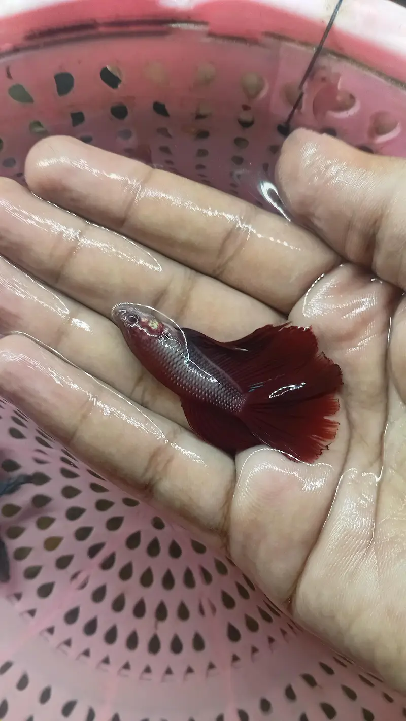 best betta peice — photo 2