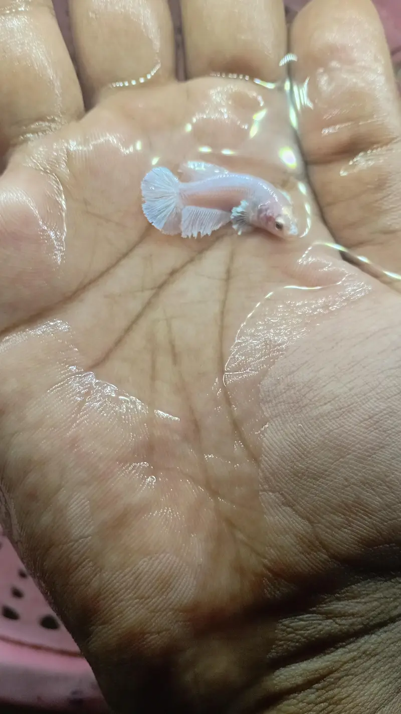 best betta peice — photo 4