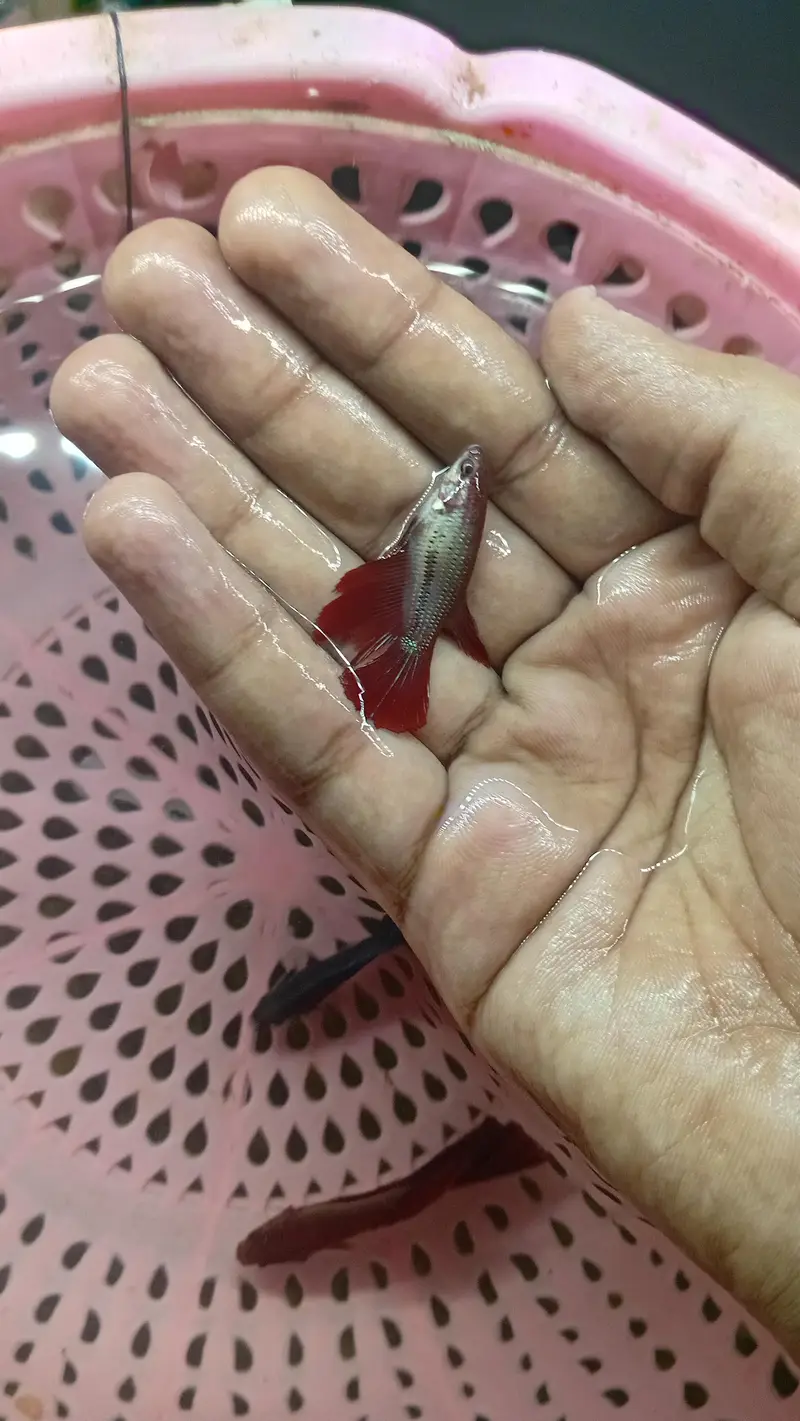 best betta peice — photo 5