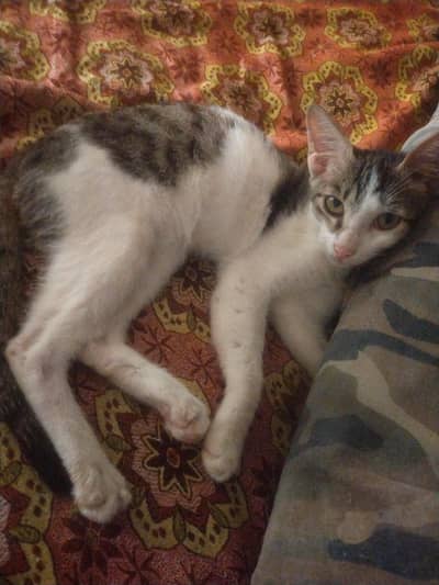 This cat is very cute