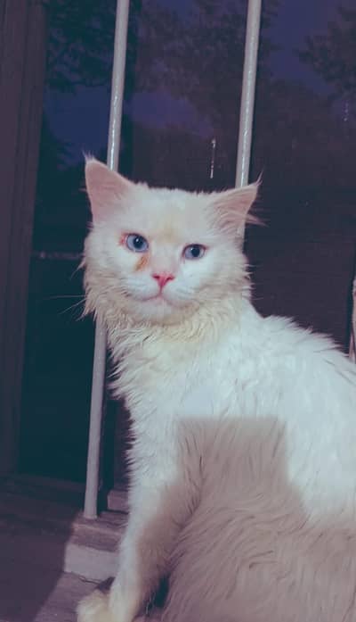 Cat for sale