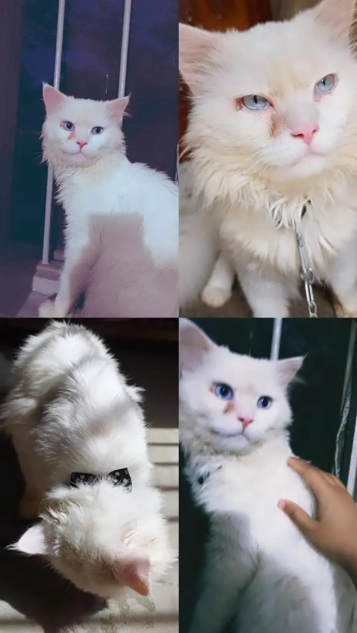 Cat for sale — photo 2