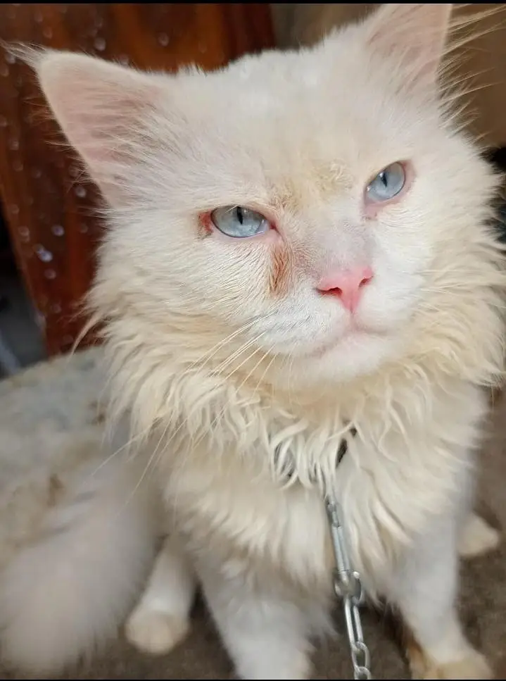 Cat for sale — photo 4