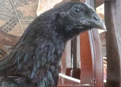 Ayam cemani breeding pair for sale