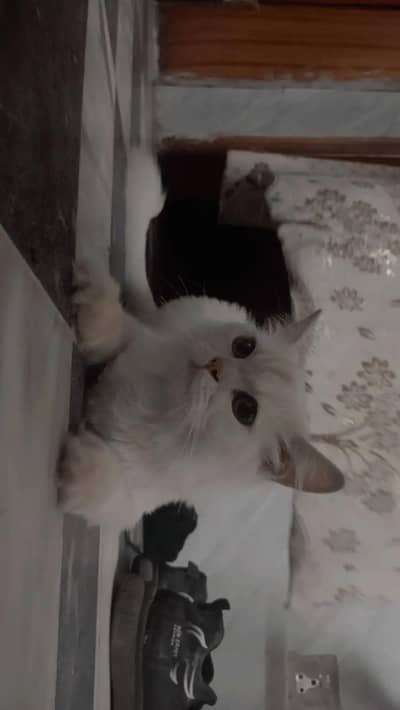 pets cat