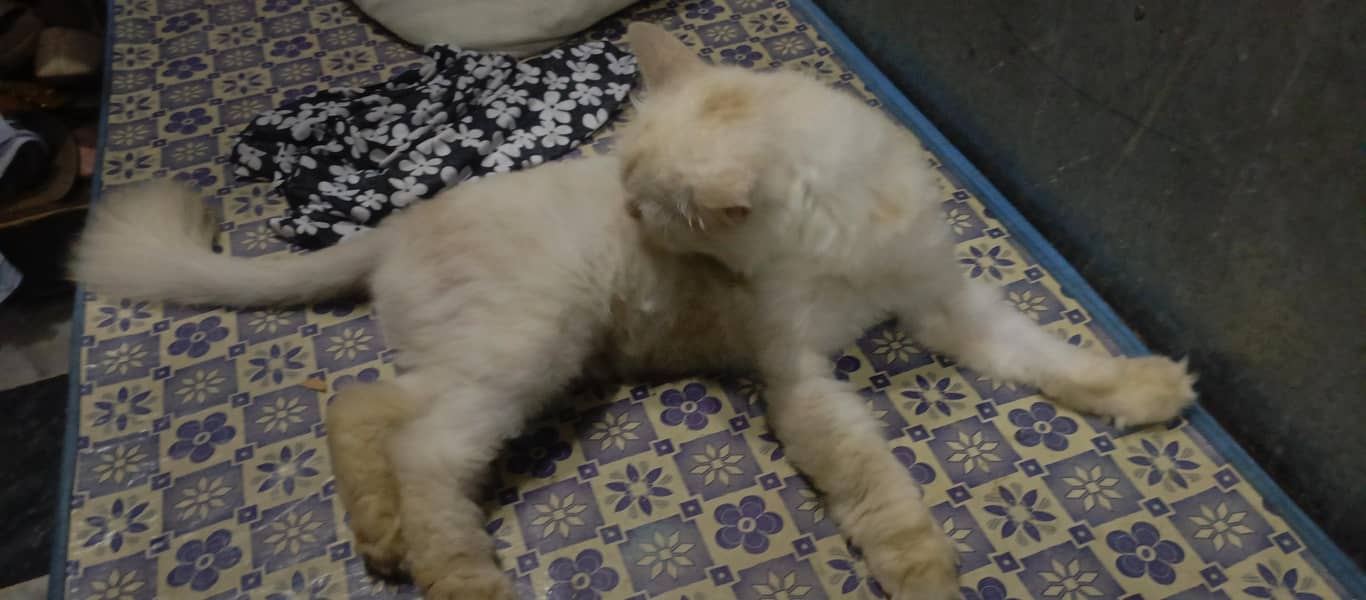 pets cat 1