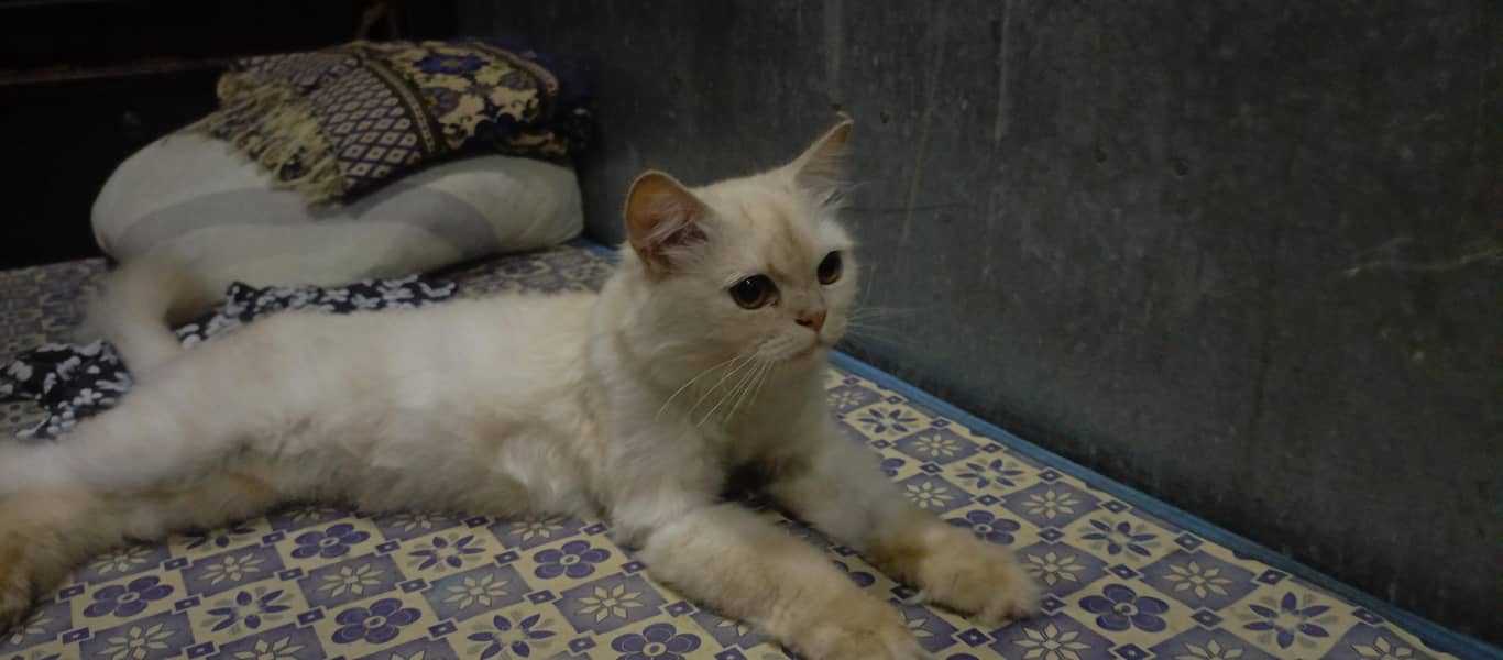 pets cat 2