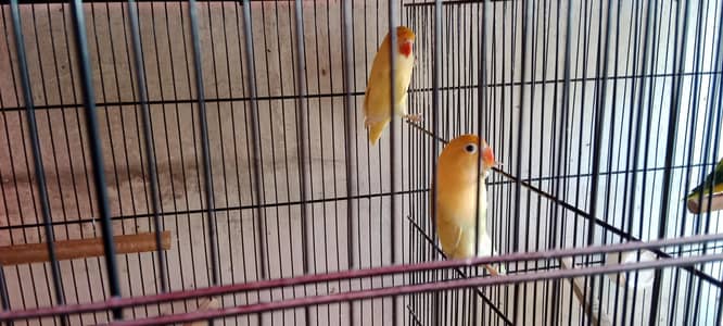 Decino Love Bird Pair for Sale