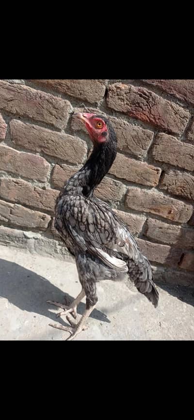 aseel pathi -ghar ki -healthy and active