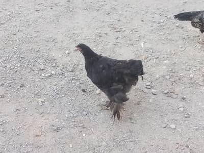 2pathe buff females is available for sale ha