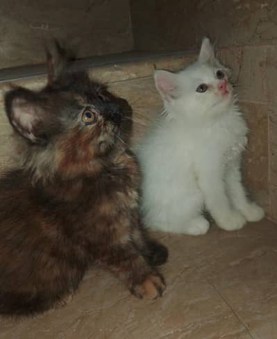 PERSIAN BABY KITTENS CAT 1 BLACK AND 1 WHITE DOUBLE COAT