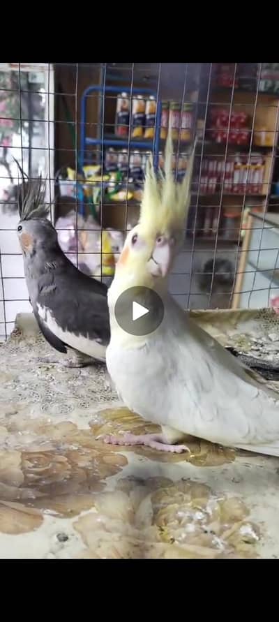 cocktail parrot