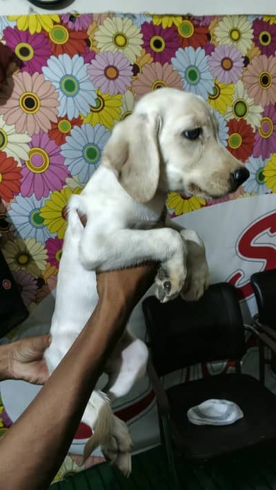 labra female puppy