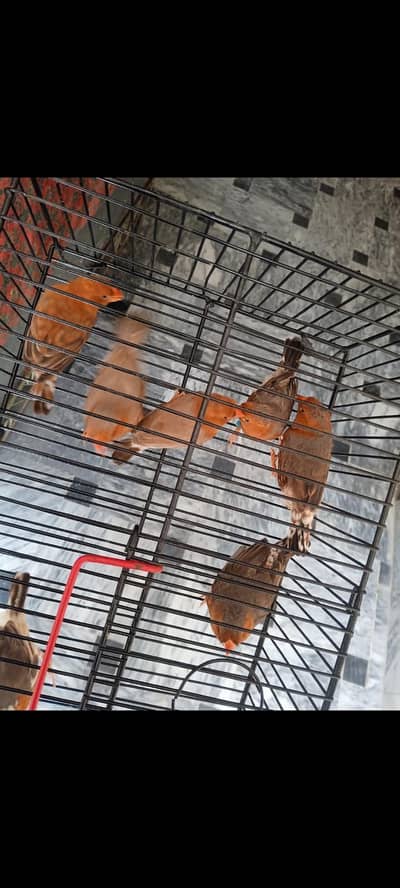 coctaiel goldian red eye/black budgies orange exifinch