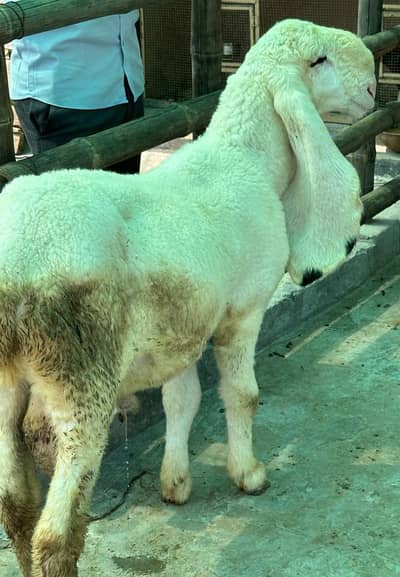 Top quality Pure Kajla chatra for sale