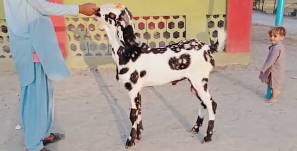 Bakra for sale call me
