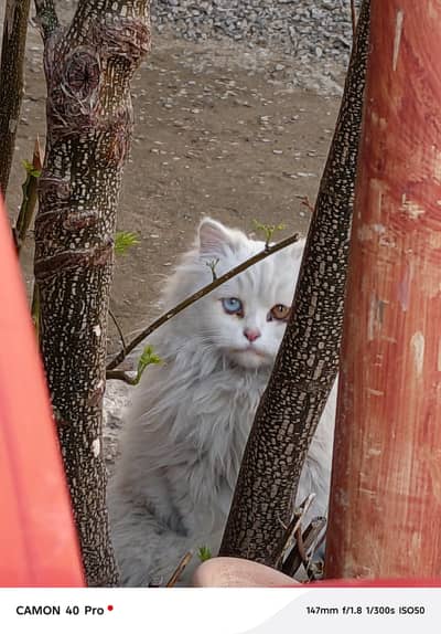 Odd eyes persian