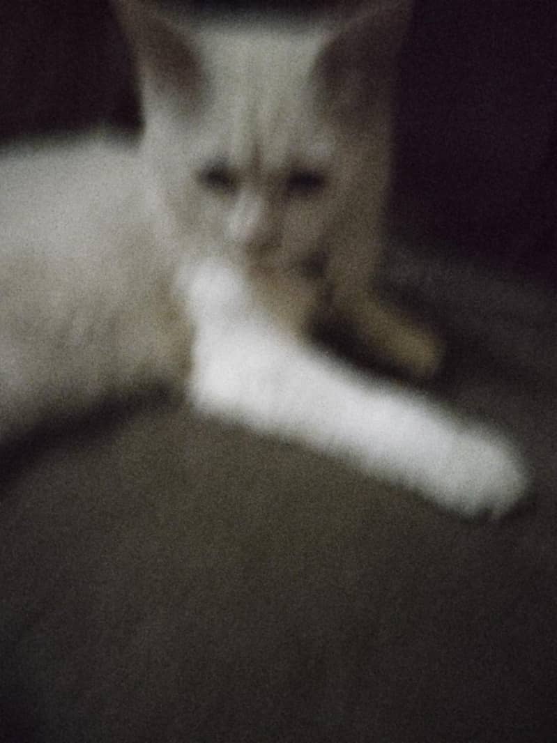 PERISION cat 1