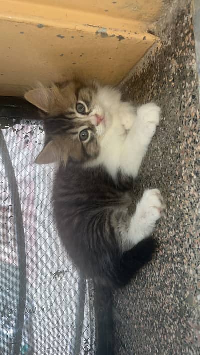 Male baby cat