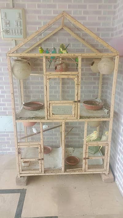 12 birds with big double cage for sale in chakwal
