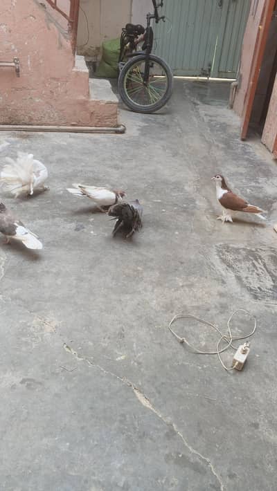 lucky pigeon