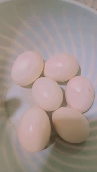 eggs for sale