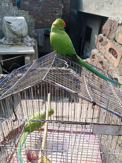 Breedar pair h urgent sale