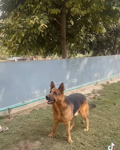 German shephered breeder male  | GSD male |  | dog