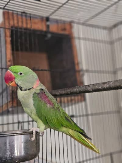 Raw ringnick parrot | Male talking