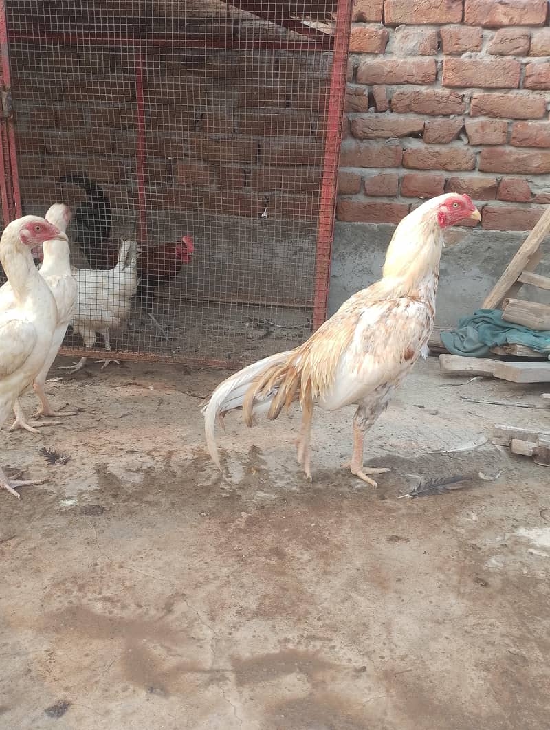 for sell 0